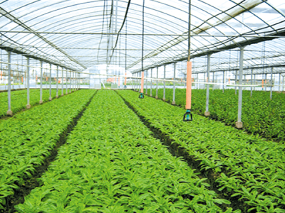 Beijing Pinggu Greenhouse Micro-Sprinkler Irrigation